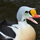 Illustration for article titled Are Eiders Cute? Yes!